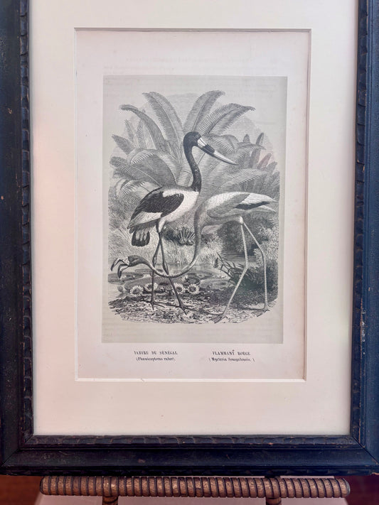 Antique Jabiru & Flamingo book plate from "Histoire Naturelle des Oiseaux" in Vintage Frame