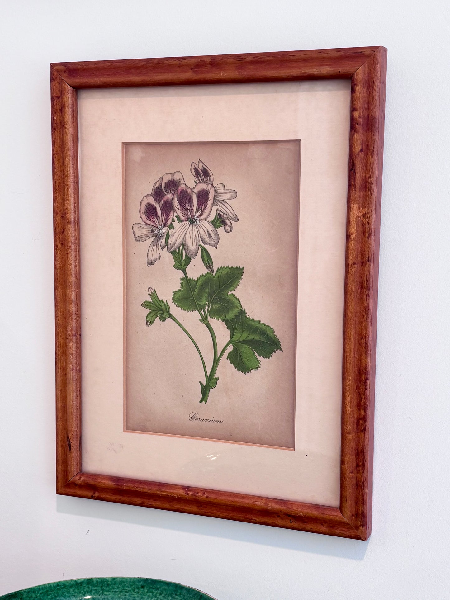 Vintage Geranium Print in Burl Wood Frame
