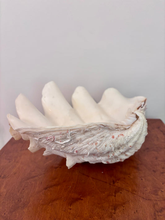 Vintage Giant Clam Shell (barnacles)