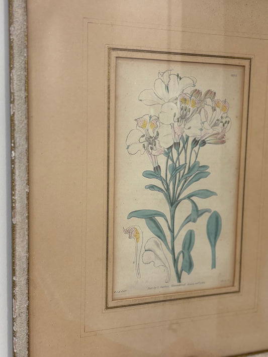 Antique Hand Colored Botanical Engraved Print Framed