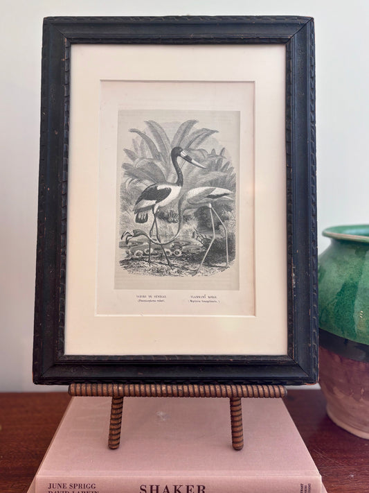 Antique Jabiru & Flamingo book plate from "Histoire Naturelle des Oiseaux" in Vintage Frame