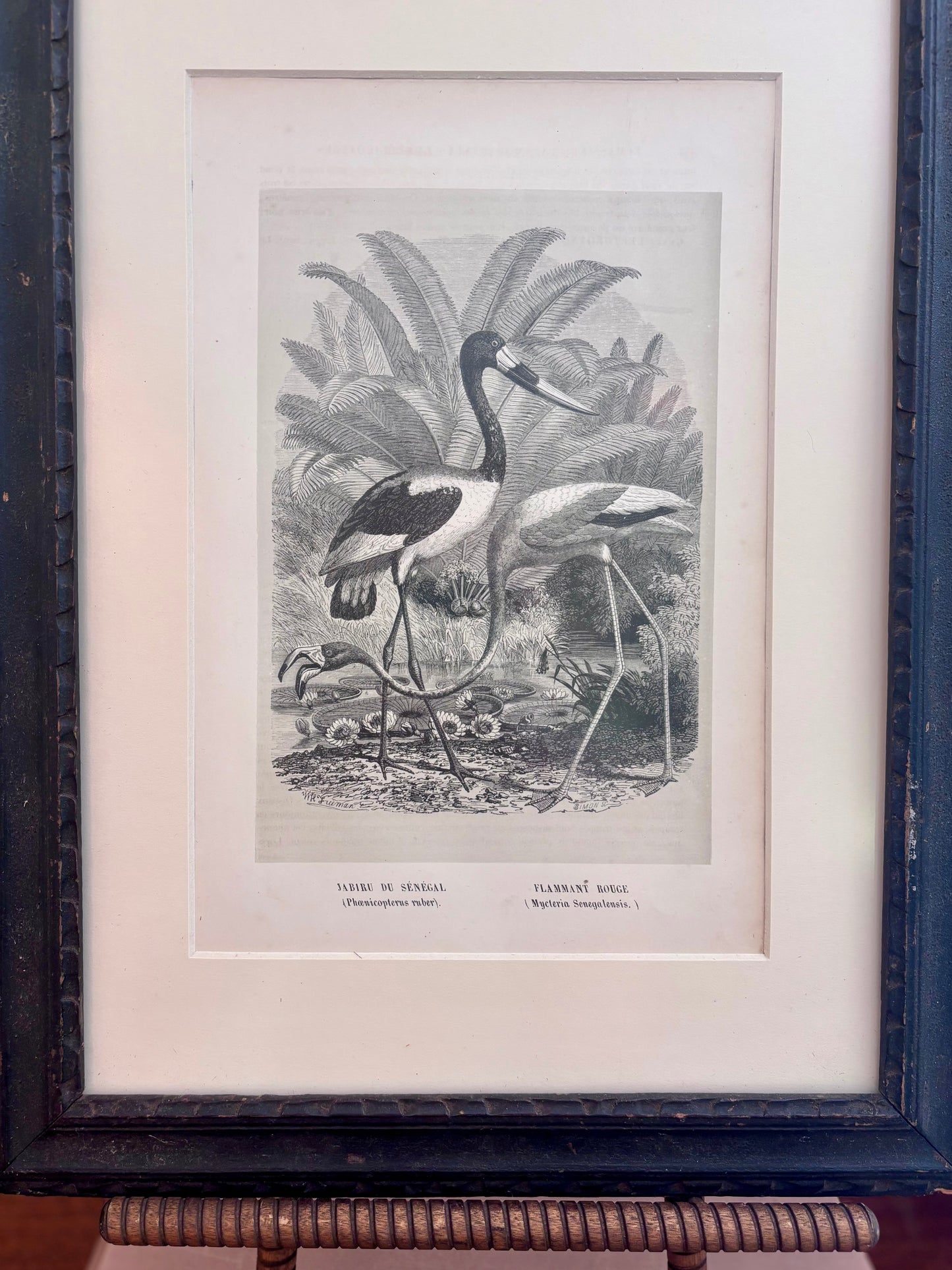 Antique Jabiru & Flamingo book plate from "Histoire Naturelle des Oiseaux" in Vintage Frame