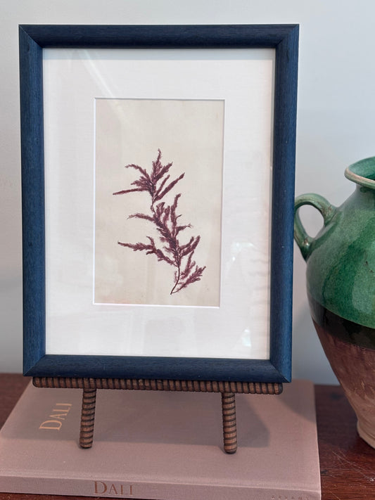 1800s Red Seaweed Specimen in Custom Frame