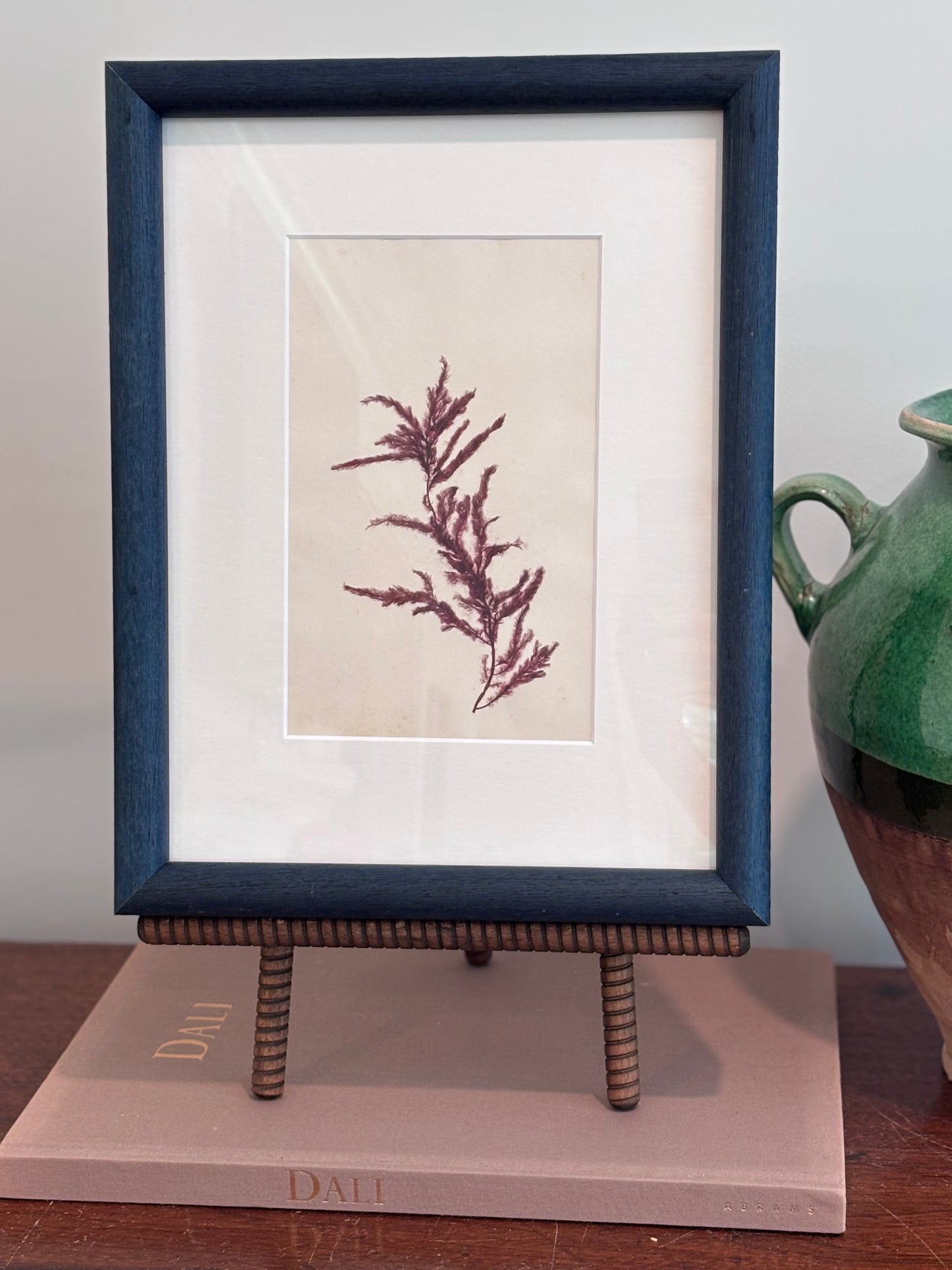 1800s Red Seaweed Specimen in Custom Frame