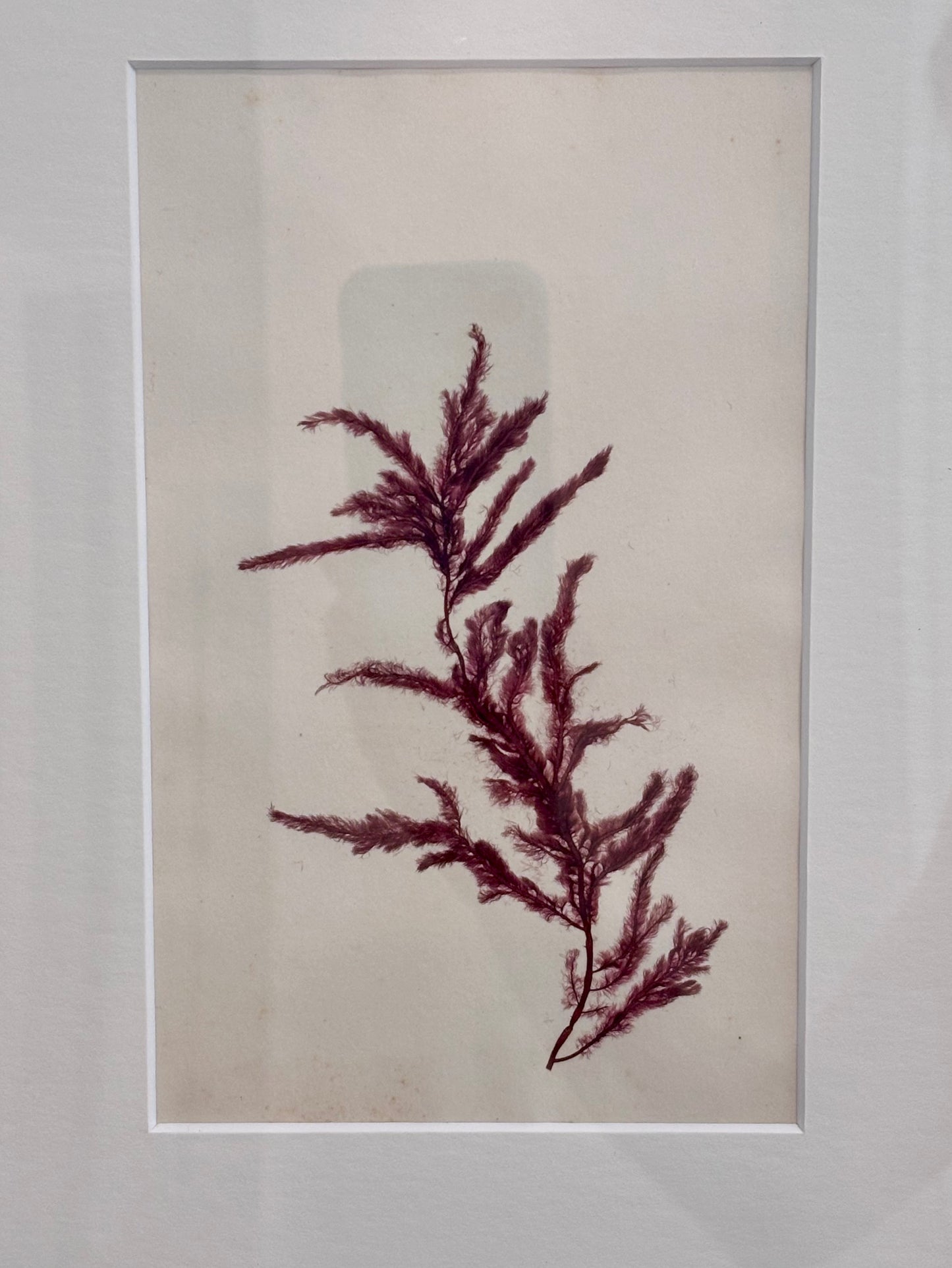 1800s Red Seaweed Specimen in Custom Frame