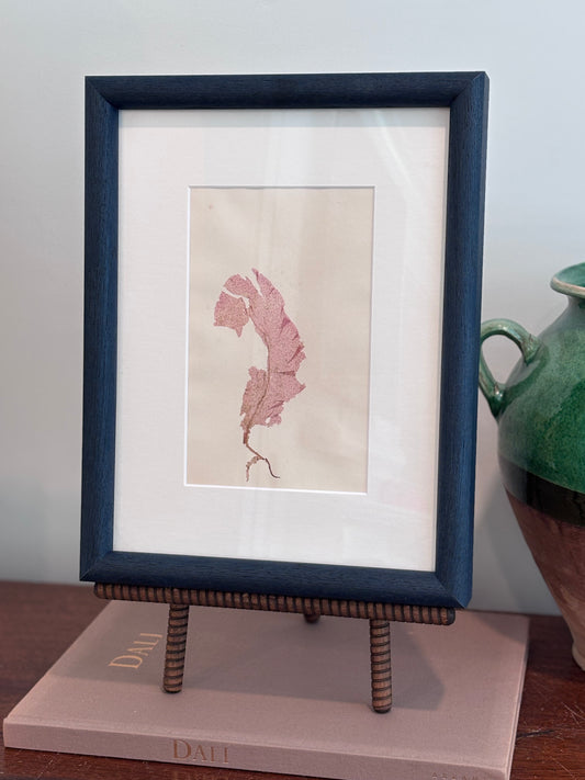 1800s Pink Seaweed Specimen in Custom Frame