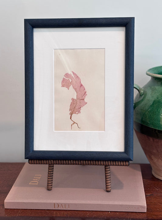 1800s Pink Seaweed Specimen in Custom Frame