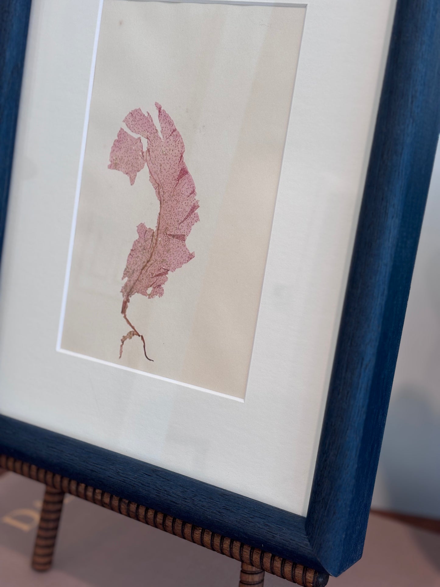 1800s Pink Seaweed Specimen in Custom Frame