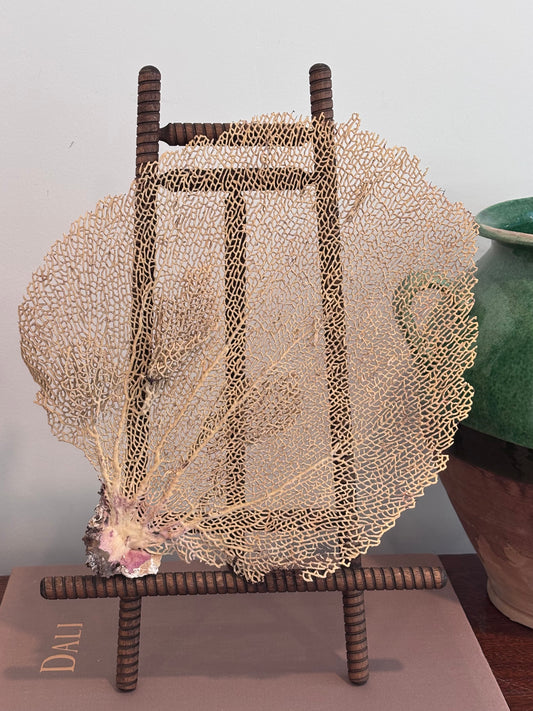 Vintage Sea Fan Coral (Medium)