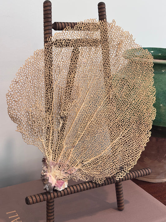 Vintage Sea Fan Coral (Medium)