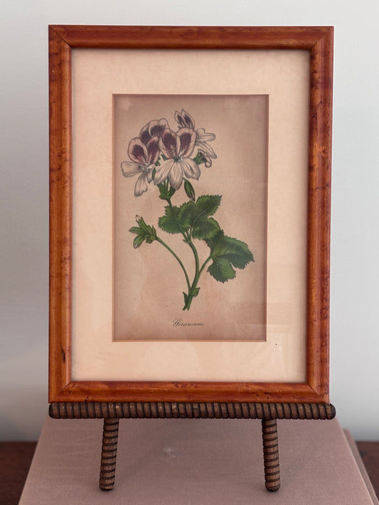 Vintage Geranium Print in Burl Wood Frame