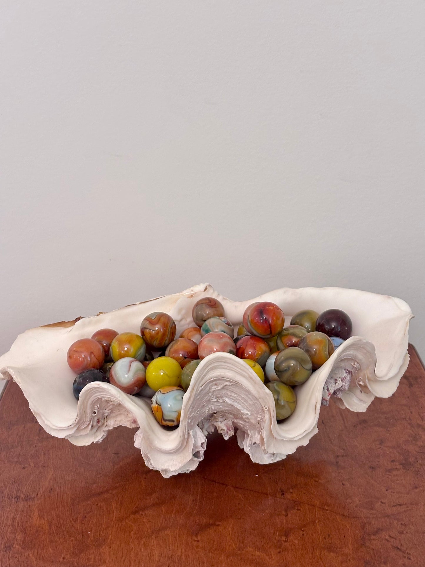 Vintage Giant Clam Shell (barnacles)