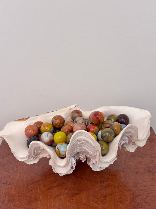 Vintage Giant Clam Shell (barnacles)