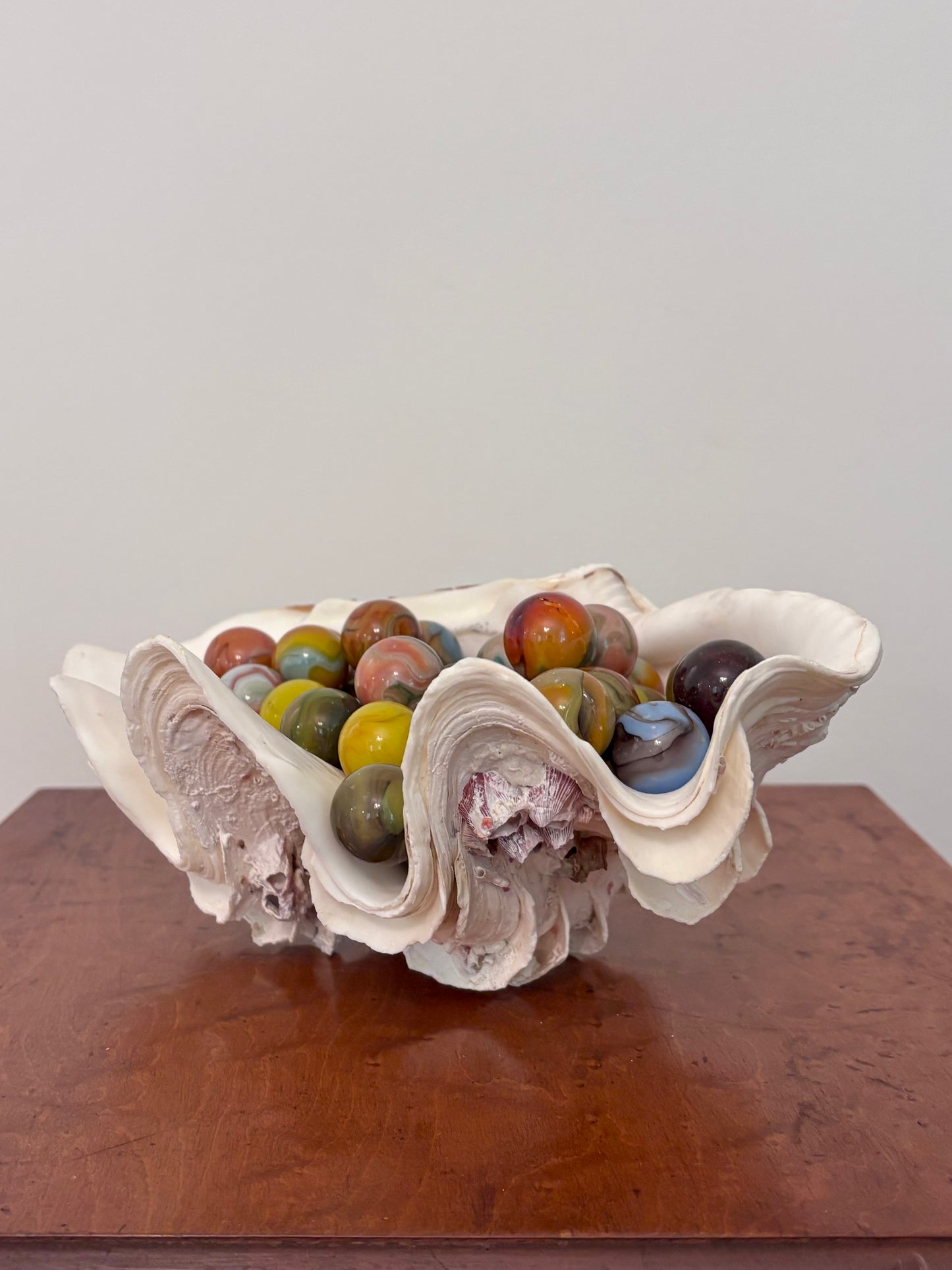 Vintage Giant Clam Shell (barnacles)