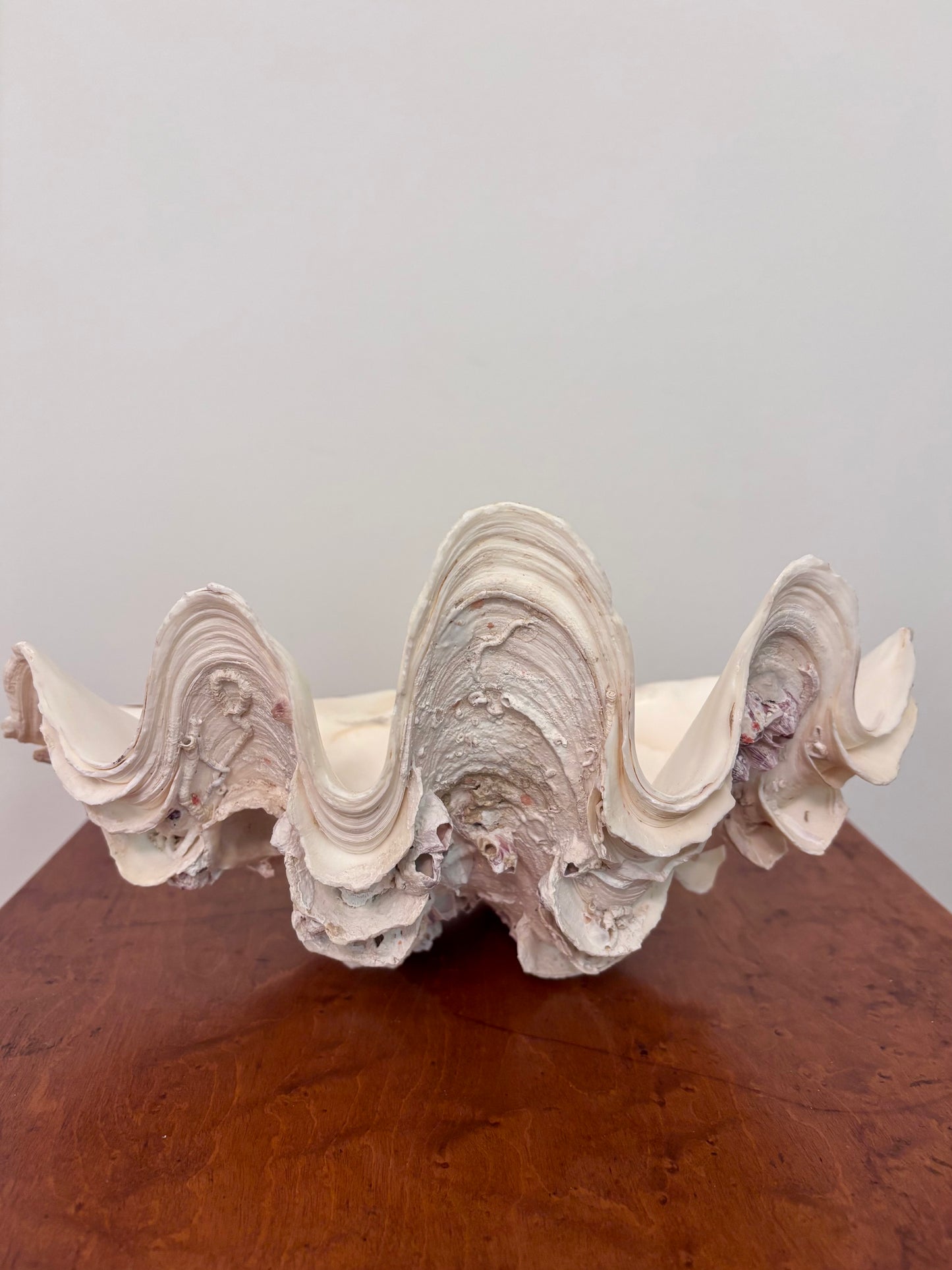 Vintage Giant Clam Shell (barnacles)