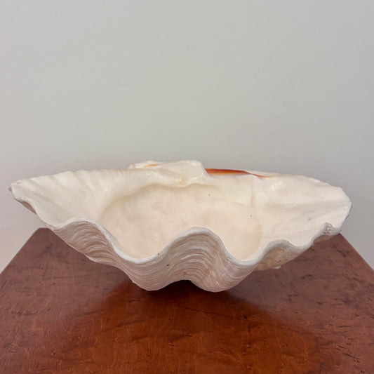 Vintage Giant Clam Shell (swirls)