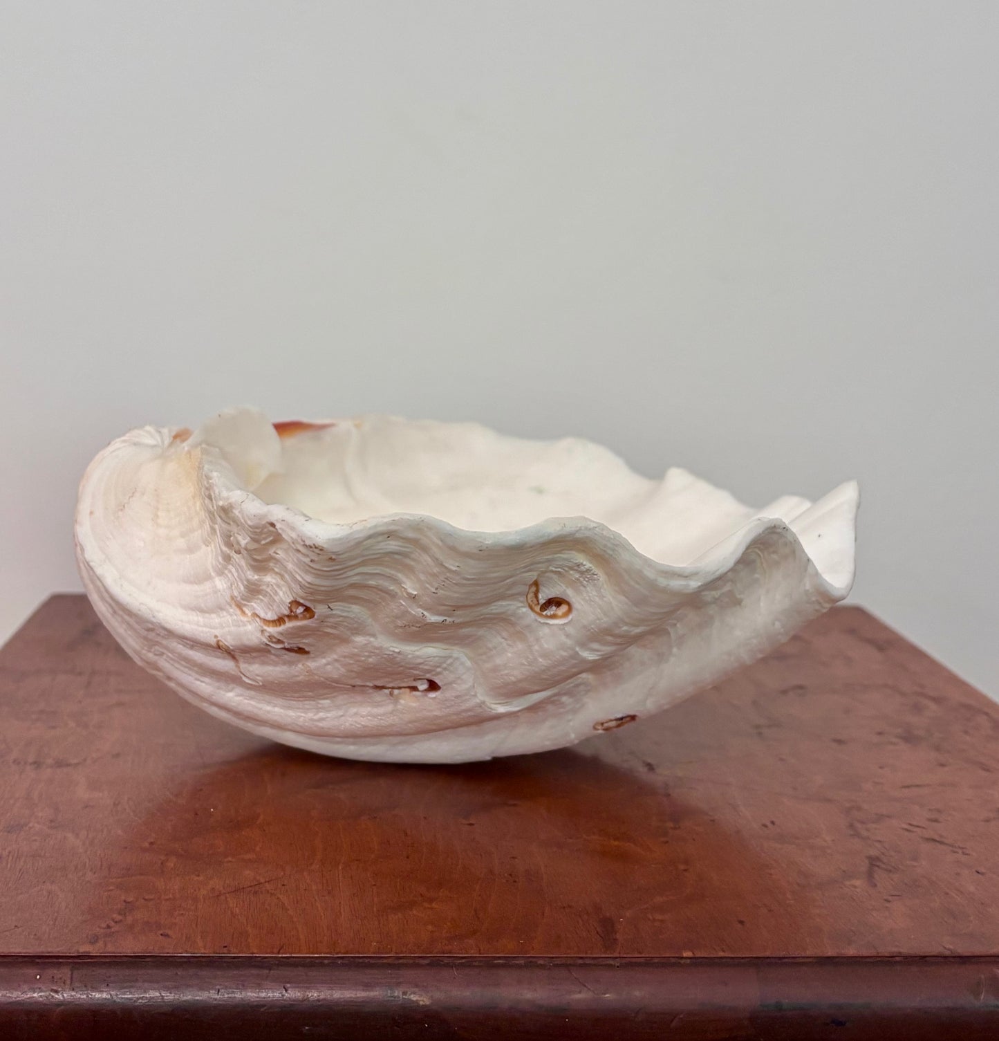 Vintage Giant Clam Shell (swirls)