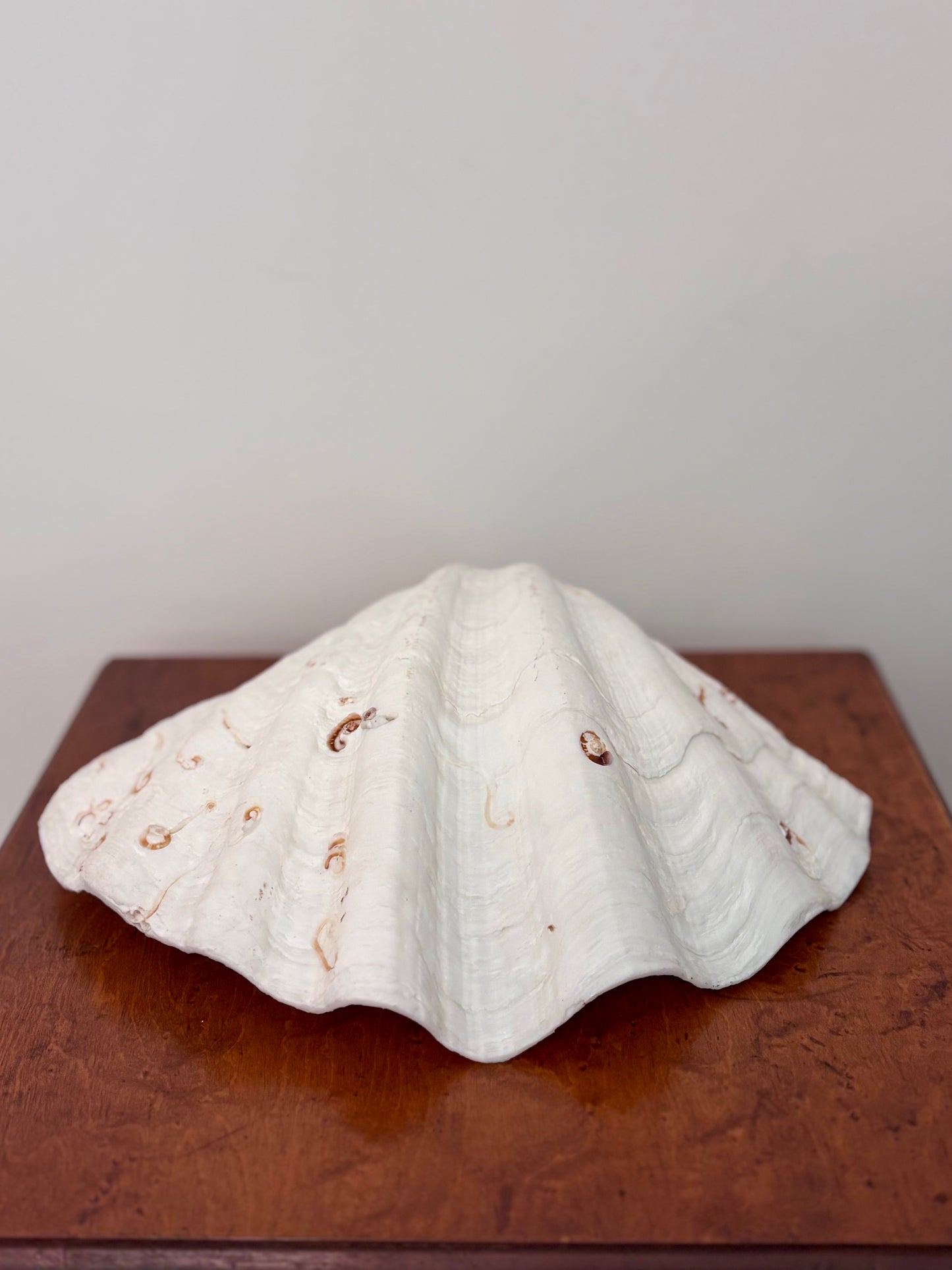 Vintage Giant Clam Shell (swirls)