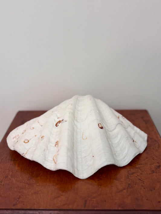 Vintage Giant Clam Shell (swirls)