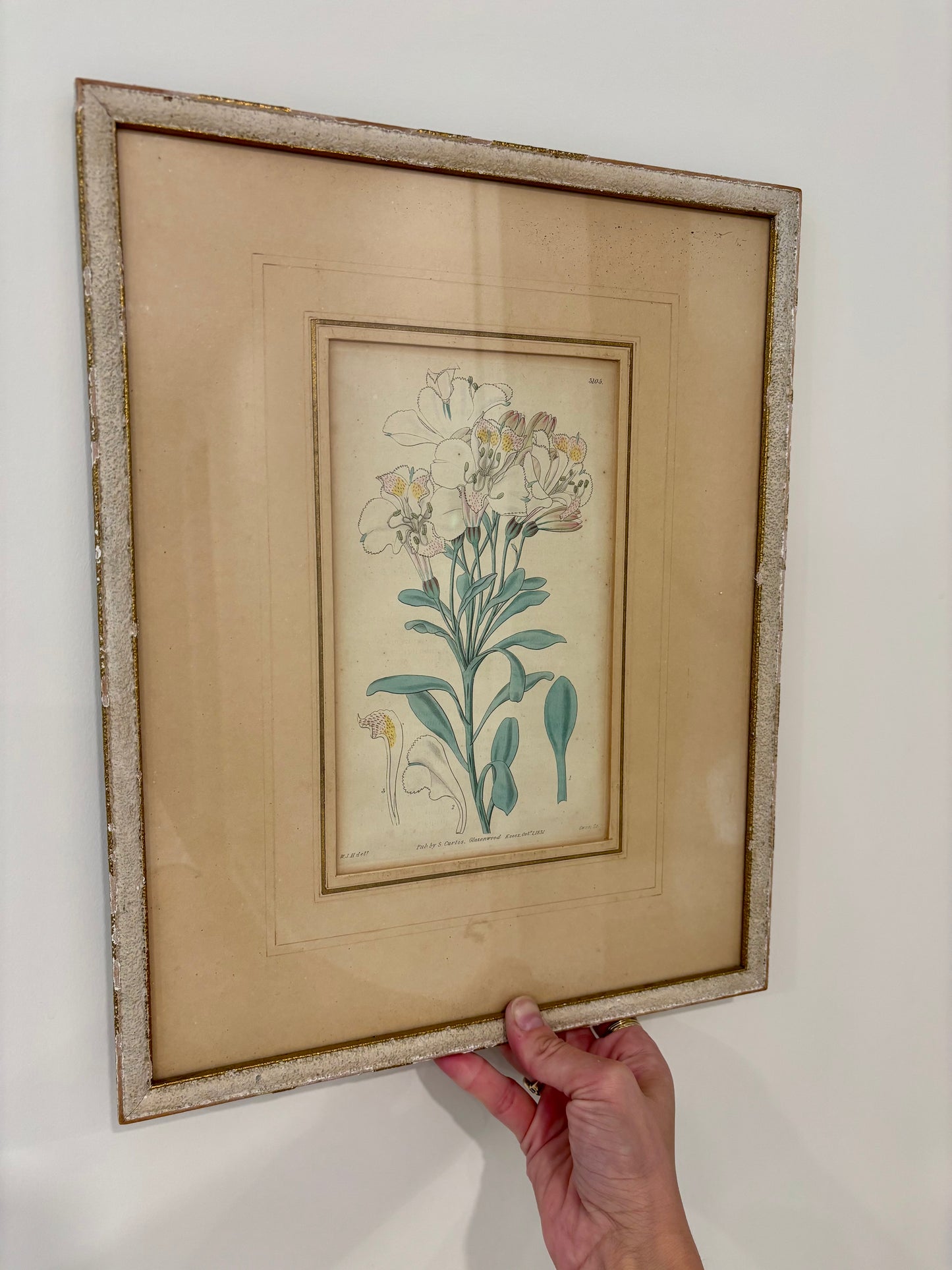 Antique Hand Colored Botanical Engraved Print Framed