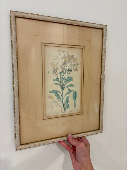 Antique Hand Colored Botanical Engraved Print Framed