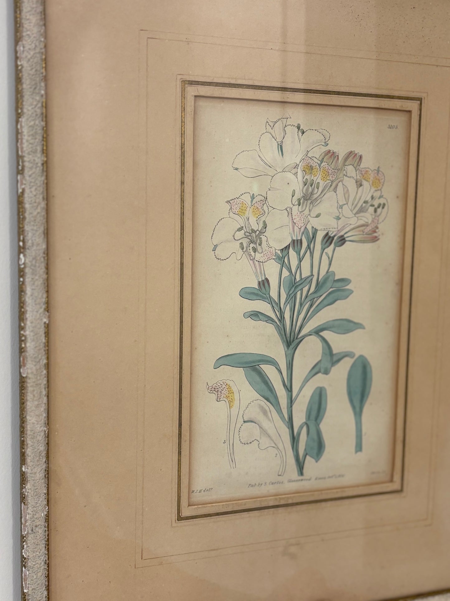 Antique Hand Colored Botanical Engraved Print Framed