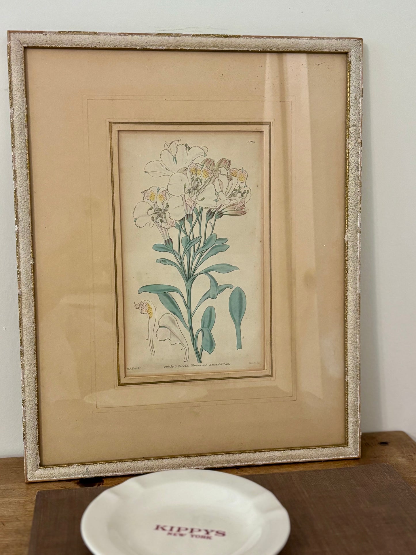 Antique Hand Colored Botanical Engraved Print Framed